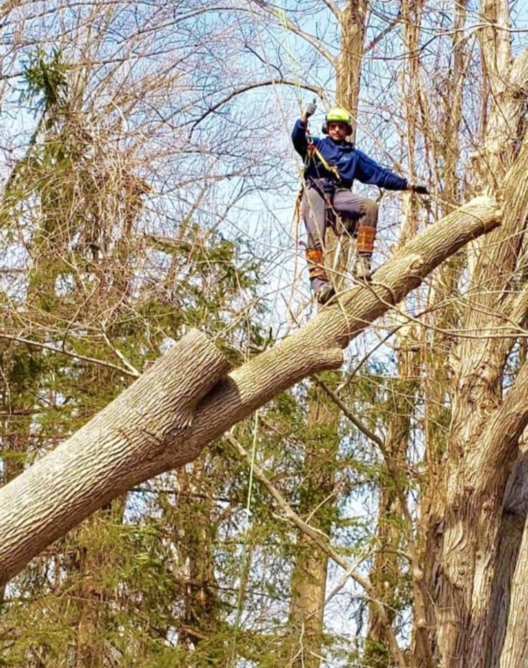Heavy tree removal and sectional dismantling near Flemington NJ